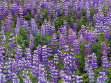 Summer Wilflowers in the Far North  Nootka Lupine  Alaska