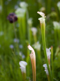 Pitcher Plants at the Atlanta Botanical Garden