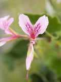 Pink Heart-Leaf Geranium Flower Close-Up Showing Stamen  California