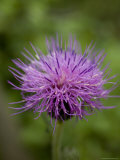 Macro Image of Purple Chinese Wildflower  Jingshan  China