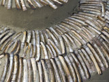 Seashells  Razor Clams  Romo  Denmark