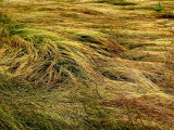 Shoreline Grasses Being Bown by the Wind  Groton  Connecticut