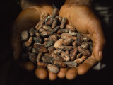 Pair of Hands Holds a Pile of Brown  Dried Cacao Beans