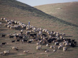 Sheep in the Judean Desert Outside Jerusalem  Israel