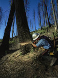 Man Uses a Chain Saw to Cut Down a Burnt Tree