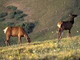Two Deer Graze on the Alpine Ridge Trail in the Rocky Mountain National Park  Colorado