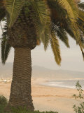 Palm Tree with Coastal Cityscape in Background  California