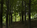 Path Through the Woods  Asolo  Italy