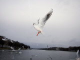 Seagulls Flying for Bread During a Cold Winter in Copenhagen  Denmark