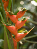 Lobster Claw Flower from South America  Asheboro  North Carolina