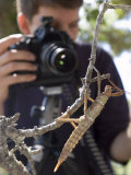 Student Shoots a New Guinea Giant Spiny Stick