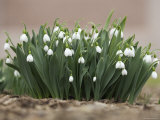 Lilly of the Valley Blooming at the Enid A Haupt Garden  Washington  DC