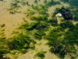 Seaweed in Shallow Water on a Beach