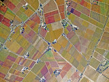 Very Large Vineyard Area to the East of Cape Town  South Africa