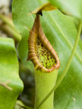 Nepenthes Pitcher Plant at the Atlanta Botanical Garden