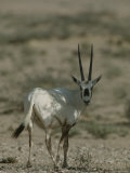 Portrait of an Arabian Oryx