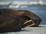 Male Walrus Shields its Eyes from the Sun  Alaska