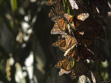 Monarch Butterfly Clustering for the Winter  California