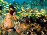 School of Bluelined Triggerfish Swim over a Volcanic Rock Reef  Bali  Indonesia