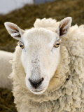 Portrait of a Sheep with Ear Tag  Pennsylvania