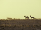 Springbok Move Across the Horizon at Sunset