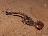 Scorpion Makes It's Way over the Sand Country of Central Queensland  Australia