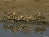 Timid Impala Herd Flees in Alarm from a Waterhole