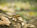 Unknown Lizard Sitting Ontree Stump in Caracol Park  Belize