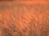The Setting Sun Catches Prairie Grasses at Dusk