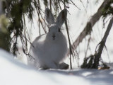 Snowshoe Hare Pauses under a Fur Tree in the Snow  Colorado
