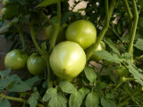 Tomato Plants in a Nebraska Garden