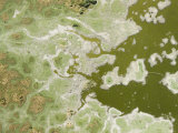 Submerged Trees Indicate a Rising Water Level in Lake Chad