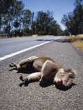 The Bloodied Roadkill of a Male Koala Alongside a Country Road  Australia