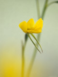 The Delicate and Vulnerable Diuris Behrii  Golden Cowslips Orchid  Melbourne Zoo  Australia