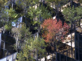 Trees Built into Office Buildings Help Keep the City Green  New York