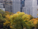 Skyscrapers Rise Way above the Trees in Central Park