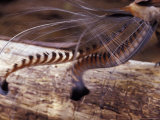 The Tail Feather Display of a Male Lyrebird  Australia