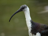 Straw-Necked Ibis at the Zoo