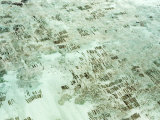 Seaweed Farms Located in the More Isolated Bays of Zanzibar  Tanzania