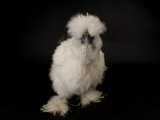 Silkie Bantam Chicken at the Sunset Zoo  Kansas