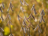 Soybeans in a Field in Nebraska