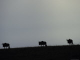 Silhouettes of Wildebeeste Move Across the Horizon against a Grey Sky