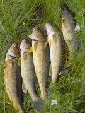 String of Freshly Caught Walleye Fish