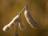 Soybeans near Grand Island  Nebraska