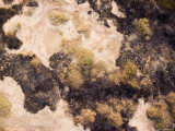 There Was a Large Burn in This Area of Savanna in Chad's Sahel Region