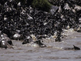 Stampeding Wildebeeste Herd River Crossing During the Migration