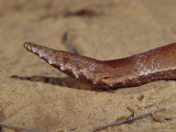 The Head  Eye  Snout and Mouth of a Rare Burtons Legless Lizard  Australia