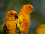 Sun Conures at the Zoo