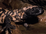 The Gila Monster's Yellow and Black Scales Announces It is Venemous  Melbourne Zoo  Australia