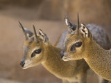Two Klipspringers at the Henry Doorly Zoo in Omaha  Nebraska